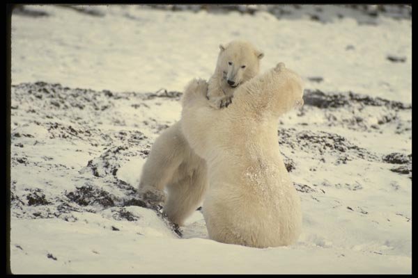 183002 Male Bears At Play A4 Photo Print