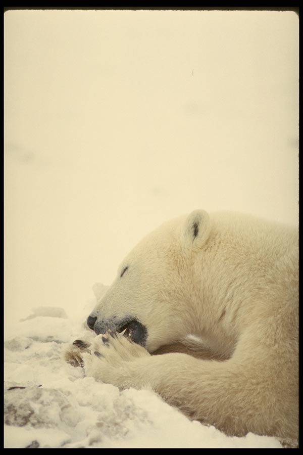 183003 Bear eating A4 Photo Print