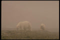 183004 Mother With Cub In Mist A4 Photo Print