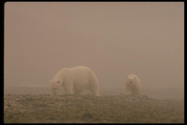 183004 Mother With Cub In Mist A4 Photo Print
