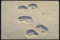 183005 Bear Tracks In Snow A4 Photo Print