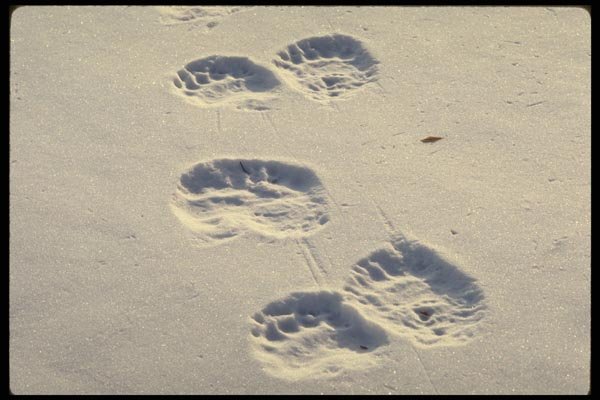 183005 Bear Tracks In Snow A4 Photo Print