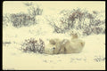 183009 Bear Rolling In Snow A4 Photo Print