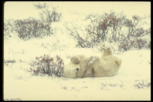 183009 Bear Rolling In Snow A4 Photo Print