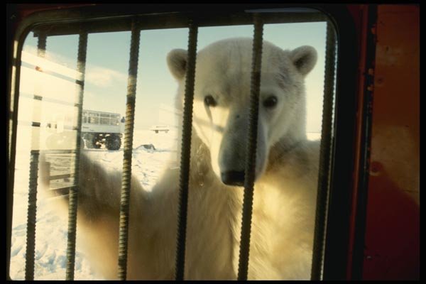 183010 Bear Peaking Into Vehicle A4 Photo Print