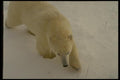 183011 Bear stalking A4 Photo Print