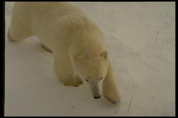 183011 Bear stalking A4 Photo Print