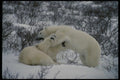 183012 Bears play fighting A4 Photo Print