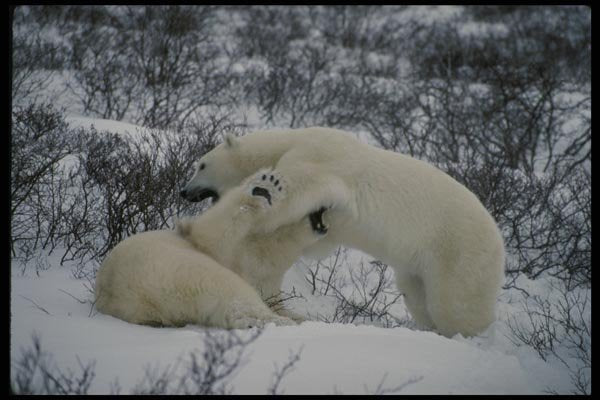 183012 Bears play fighting A4 Photo Print