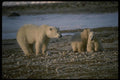 183013 Female And Two Yearling Cubs A4 Photo Print