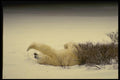 183014 Bear stretching A4 Photo Print