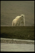 183015 Cub Nuzzling Mother A4 Photo Print