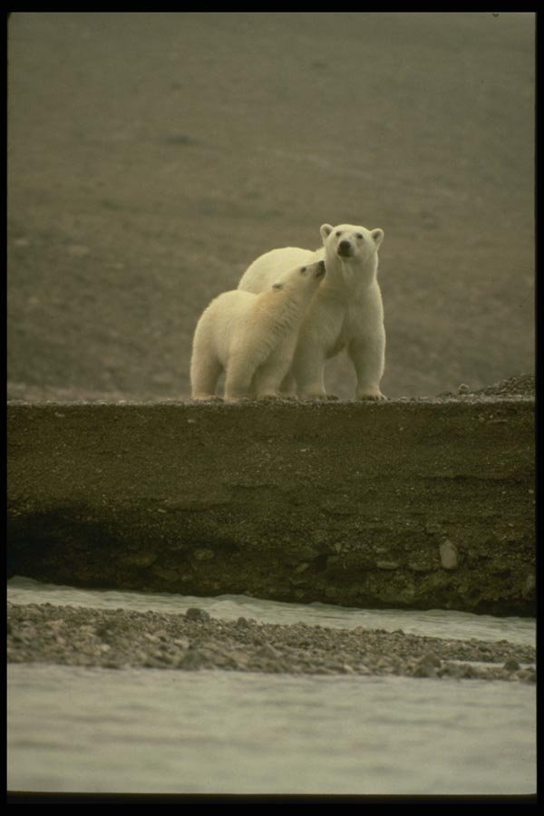 183015 Cub Nuzzling Mother A4 Photo Print