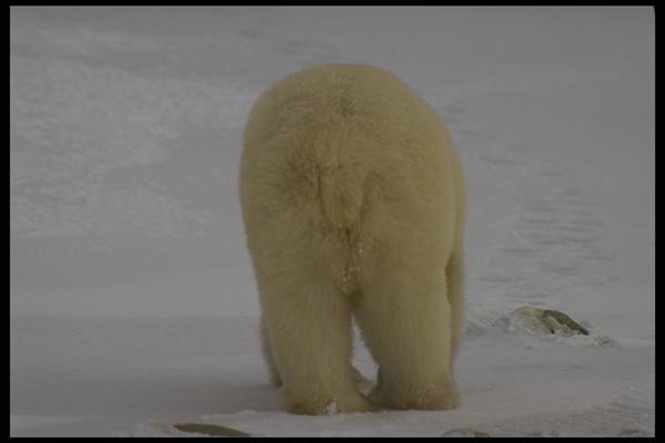183016 Bear (rear) A4 Photo Print