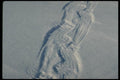 183017 Big Bear Tracks A4 Photo Print