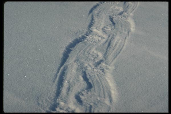 183017 Big Bear Tracks A4 Photo Print