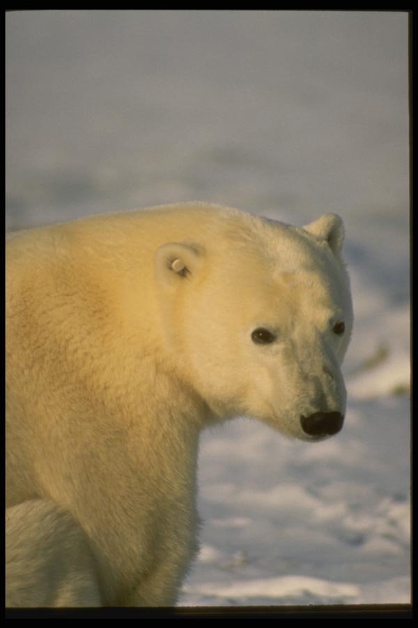 183018 Bear In Afternoon Light A4 Photo Print