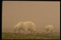 183019 Female With Cub A4 Photo Print