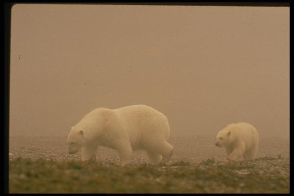183019 Female With Cub A4 Photo Print