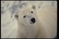 183020 Large Male standing A4 Photo Print