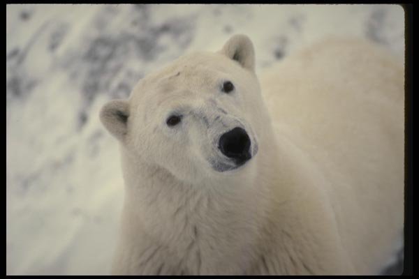 183020 Large Male standing A4 Photo Print