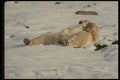 183021 Bear sunbathing A4 Photo Print