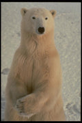 183023 Bear Standing With Hands Crossed A4 Photo Print