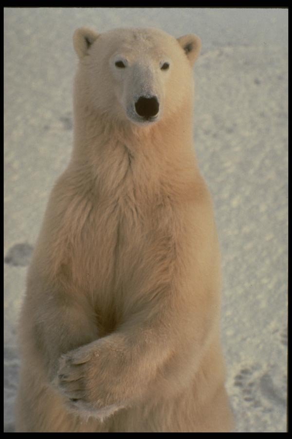 183023 Bear Standing With Hands Crossed A4 Photo Print