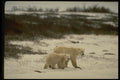 183024 Female With Two Year Old Cub A4 Photo Print