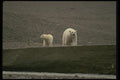 183025 Female With Yearling Cub A4 Photo Print