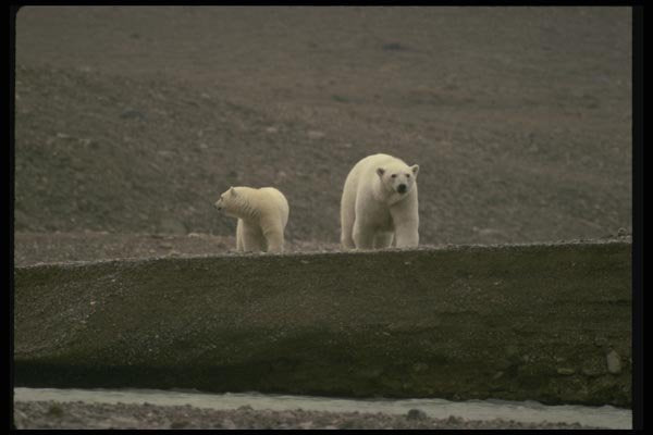 183025 Female With Yearling Cub A4 Photo Print