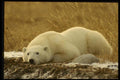 183026 Resting Bear A4 Photo Print