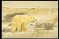 183027 Bear stretching Jaw A4 Photo Print