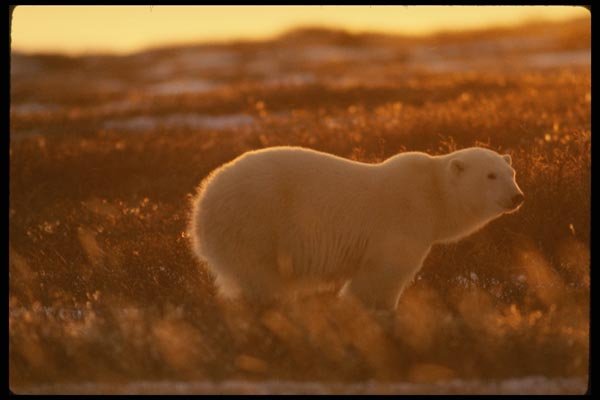 183028 Bear In Sedge At Sunset A4 Photo Print