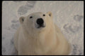 183029 Bear Smelling The Breeze A4 Photo Print