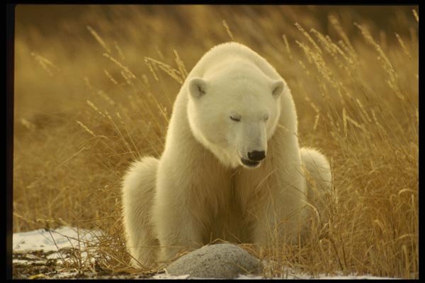 183030 Bear On Haunches In Sedge A4 Photo Print