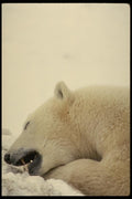 183031 Gnawing On Bone A4 Photo Print