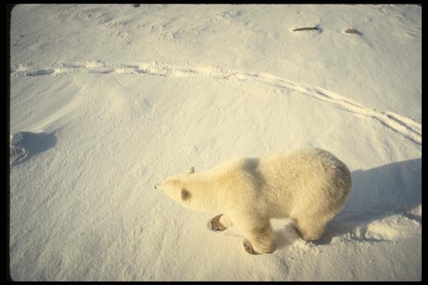 183032 Bear On Snow A4 Photo Print