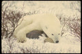 183033 Snoozing On A Rock A4 Photo Print