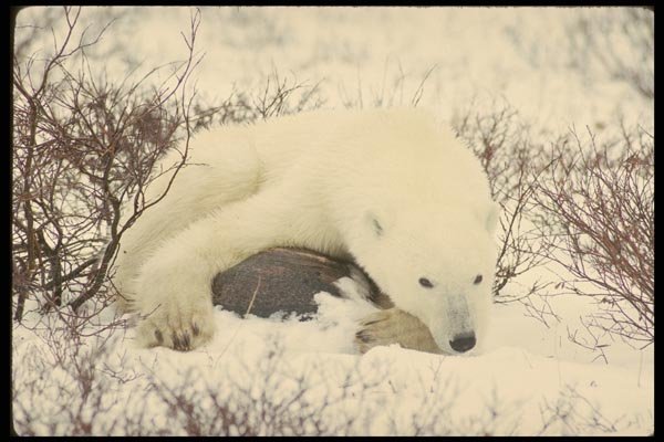 183033 Snoozing On A Rock A4 Photo Print