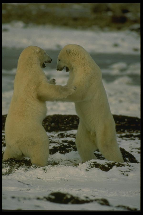 183034 Male Dance Partners A4 Photo Print