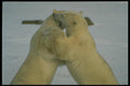 183035 Males Play fighting A4 Photo Print