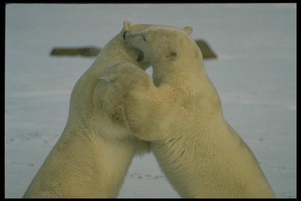 183035 Males Play fighting A4 Photo Print