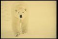 183036 Bear In Snow A4 Photo Print