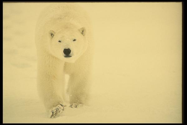 183036 Bear In Snow A4 Photo Print