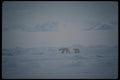 183037 Fenale And Cub seal Hunting A4 Photo Print