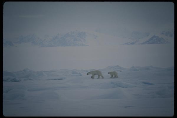 183037 Fenale And Cub seal Hunting A4 Photo Print