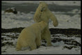 183038 Males At Play A4 Photo Print