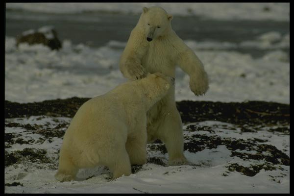 183038 Males At Play A4 Photo Print