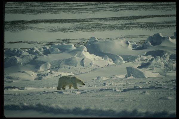 183039 Seal Hunting In Pack Ice A4 Photo Print